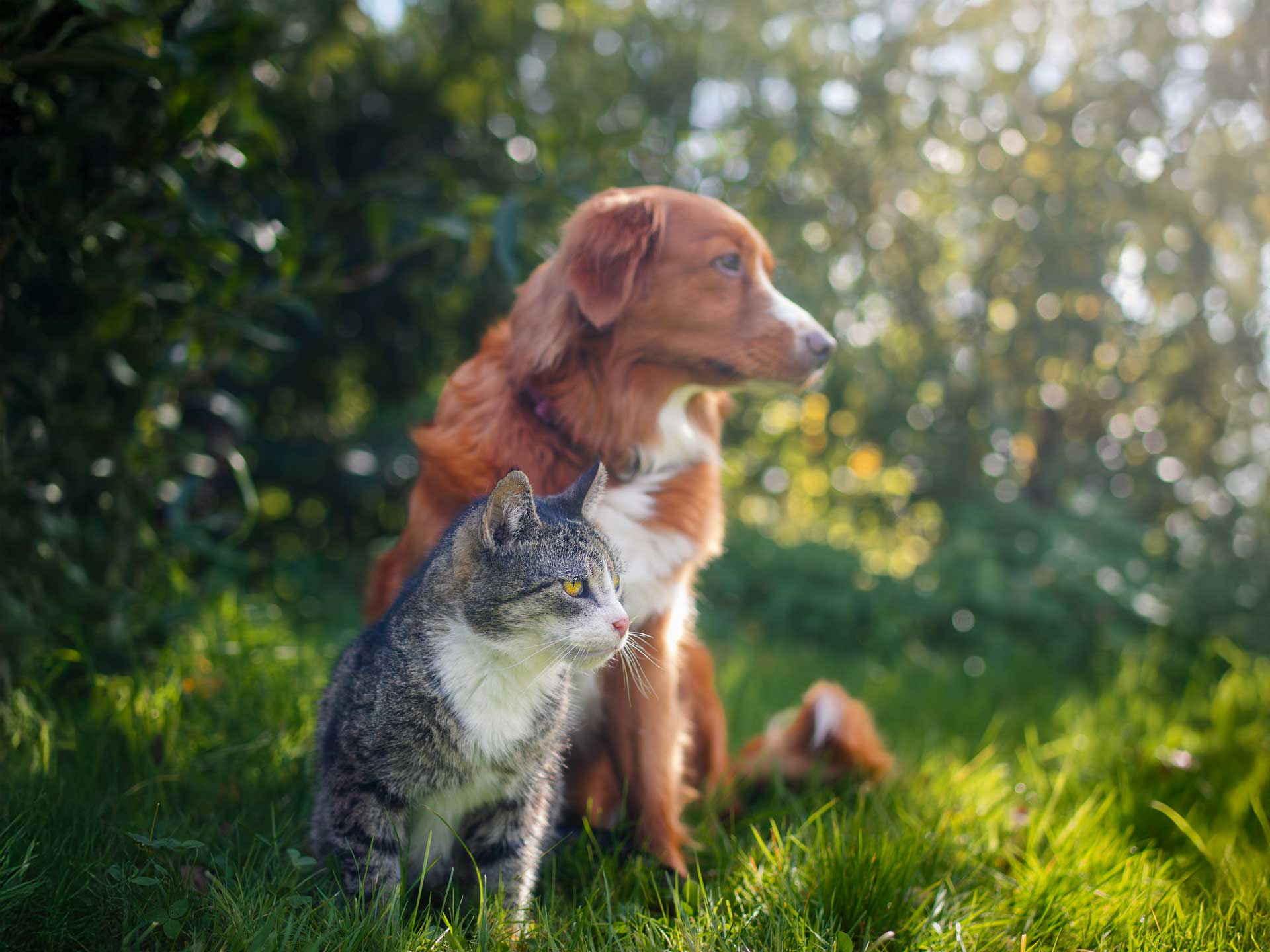 kisállat kisállatbarát hotel Balaton Platán Hotel Zamárdi