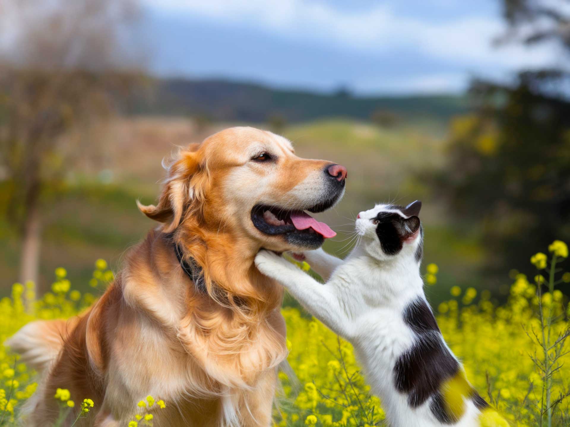 kisállat kisállatbarát szállás Balaton Platán Hotel Zamárdi