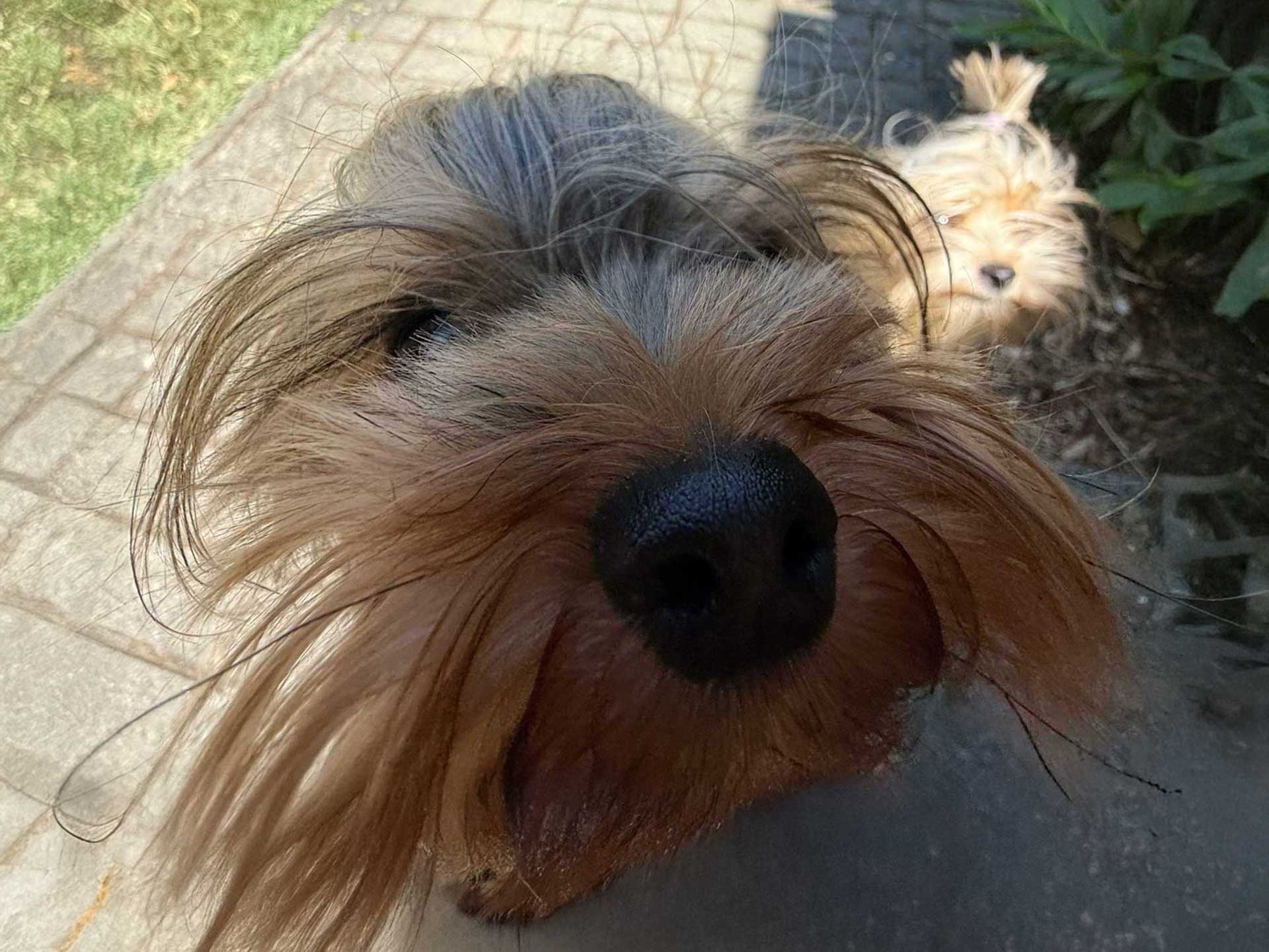 szálloda Zamárdi kutyabarát szálláshely Platán Hotel